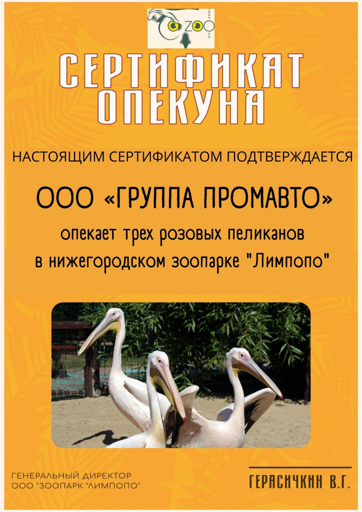Пеликаны (1).jpg
